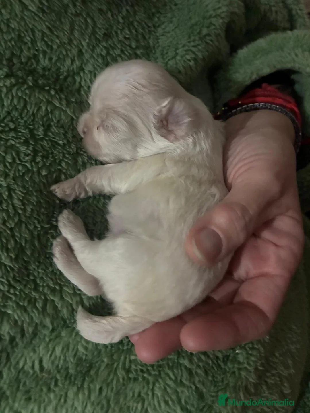 Shih Tzu perros en venta: Shihtzu disponibles  - Anuncio 2