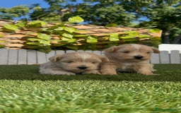 Maltipoo perros en venta: MALTIPOO MACHO - Imagen 9