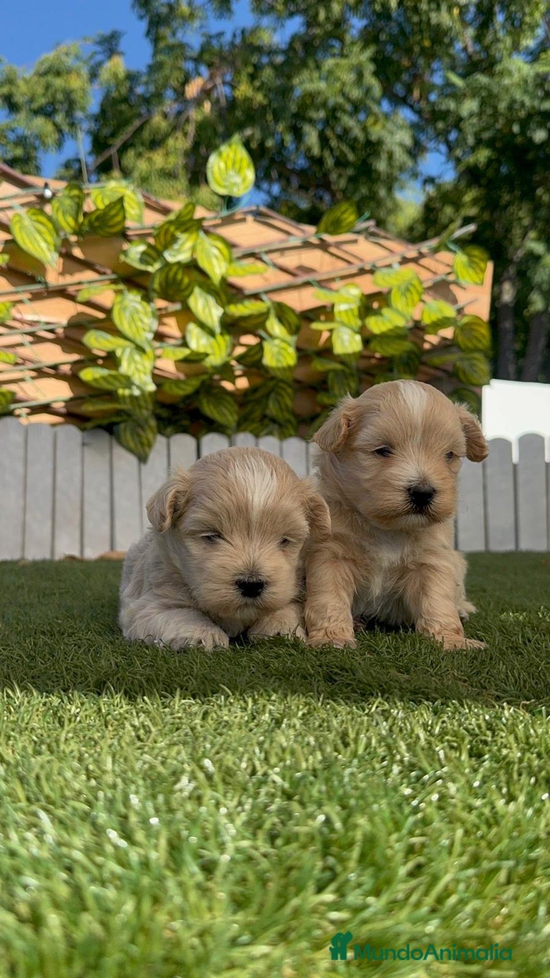Maltipoo perros en venta: MALTIPOO MACHO - Imagen 9