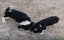 Border Collie perros en venta: Border collie Ultimas 2 hembras  - Imagen 4