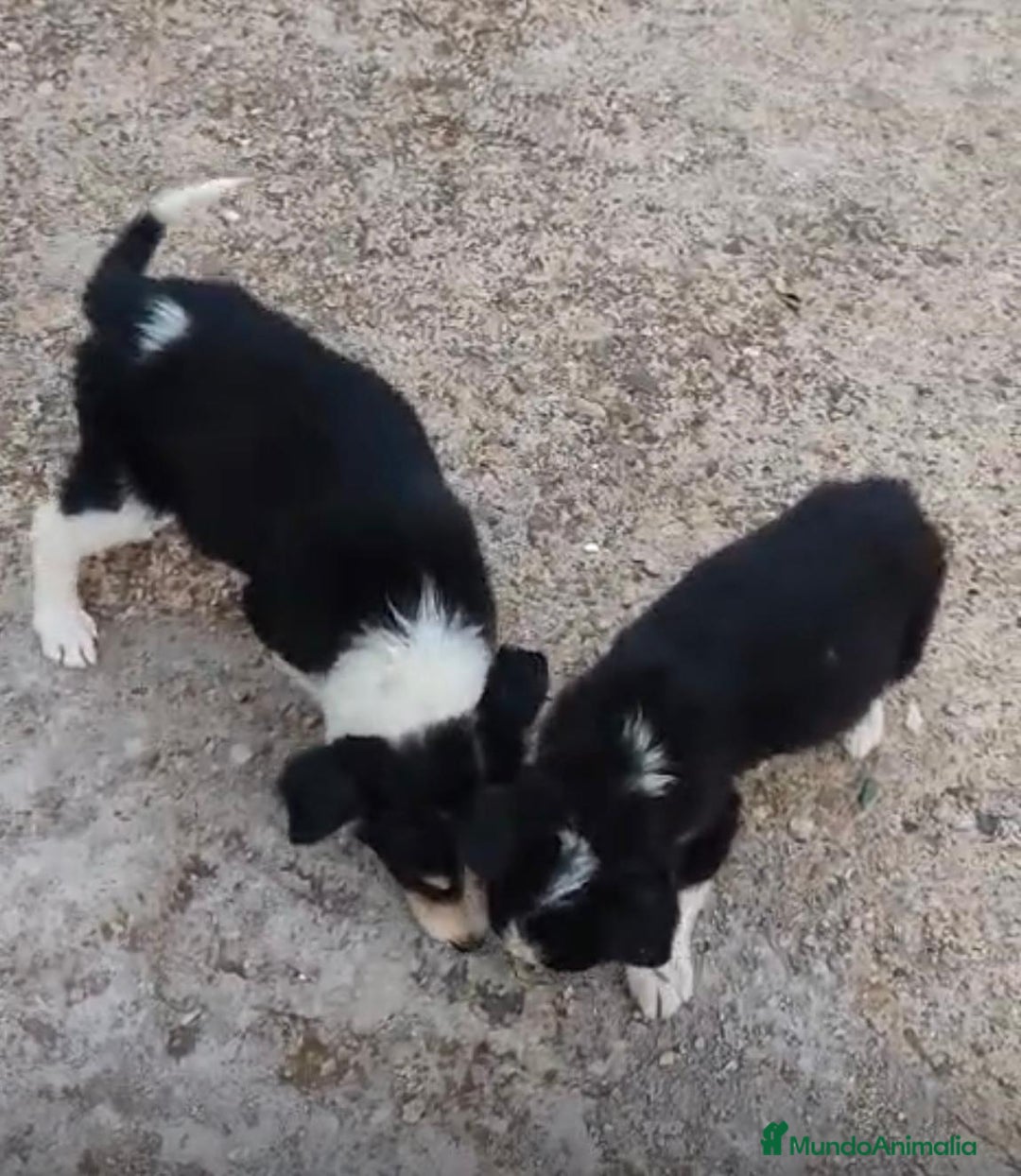 Border Collie perros en venta: Border collie Ultimas 2 hembras  - Imagen 4