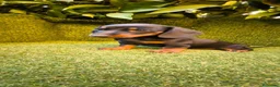 Teckel Miniatura perros en venta: teckel negro fuego miniatura  - Anuncio 14