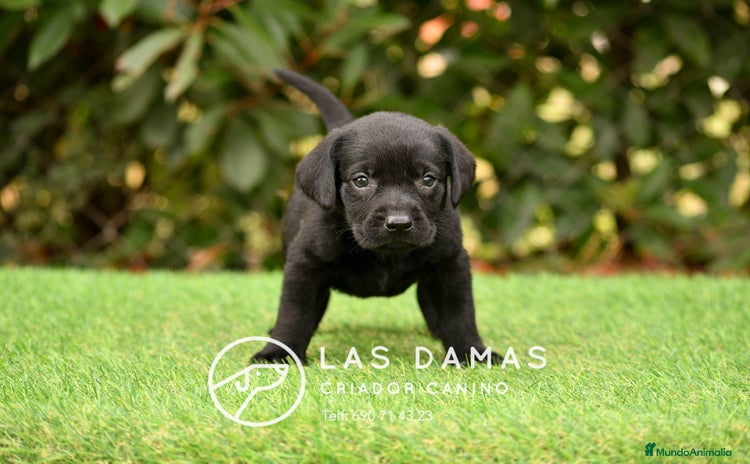 Labrador Retriever perros - Anuncio 1