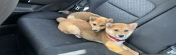 Shiba Inu perros en venta: Shiba Inu roja hembra  - Anuncio 1