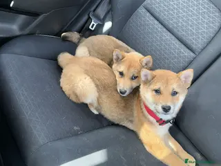 Shiba Inu perros Shiba Inu roja hembra - Anuncio 4