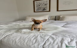 Chihuahua perros en venta: Chihuahua macho - Imagen 1