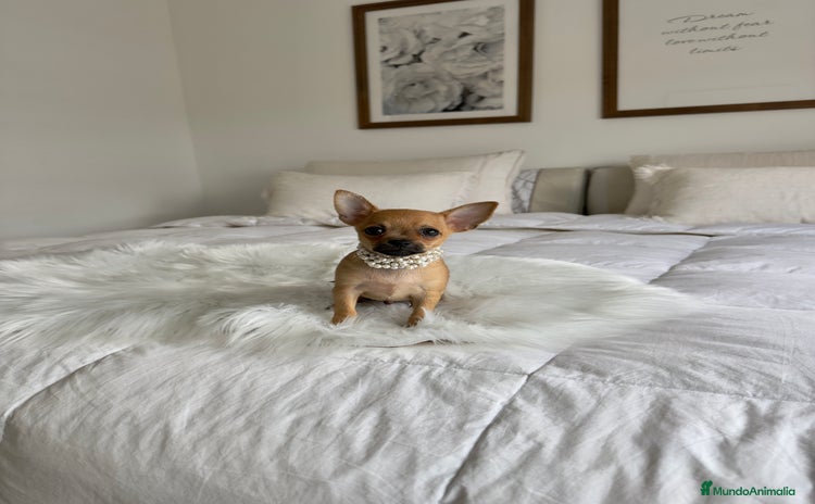 Chihuahua perros - Anuncio 4