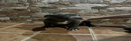American Bully perros en venta: CACHORROS AMERICAN BULLY - Anuncio 2