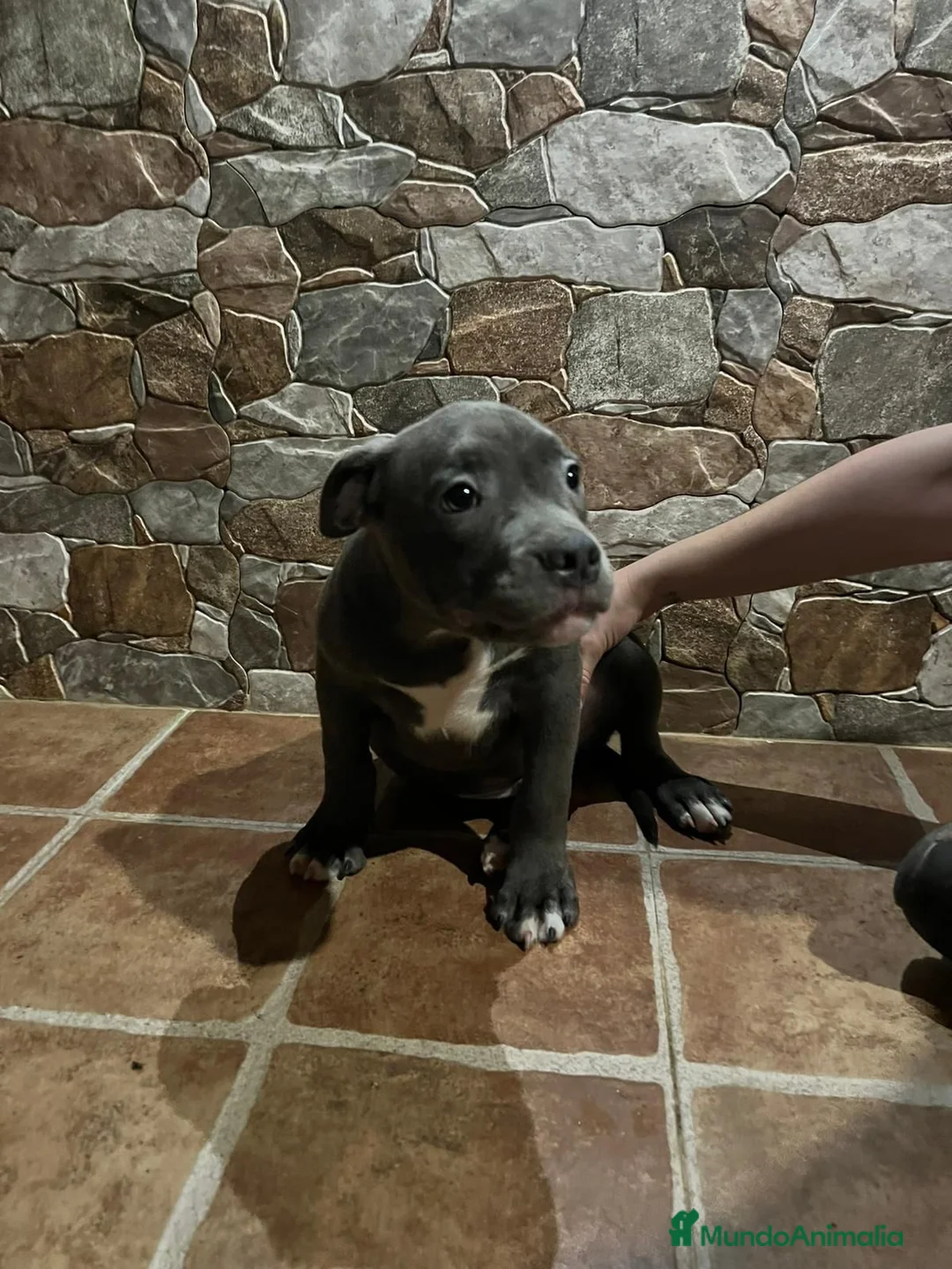 American Bully perros en venta: CACHORROS AMERICAN BULLY - Anuncio 2