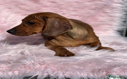 Teckel Miniatura perros en venta: Teckel rojo - Imagen 7