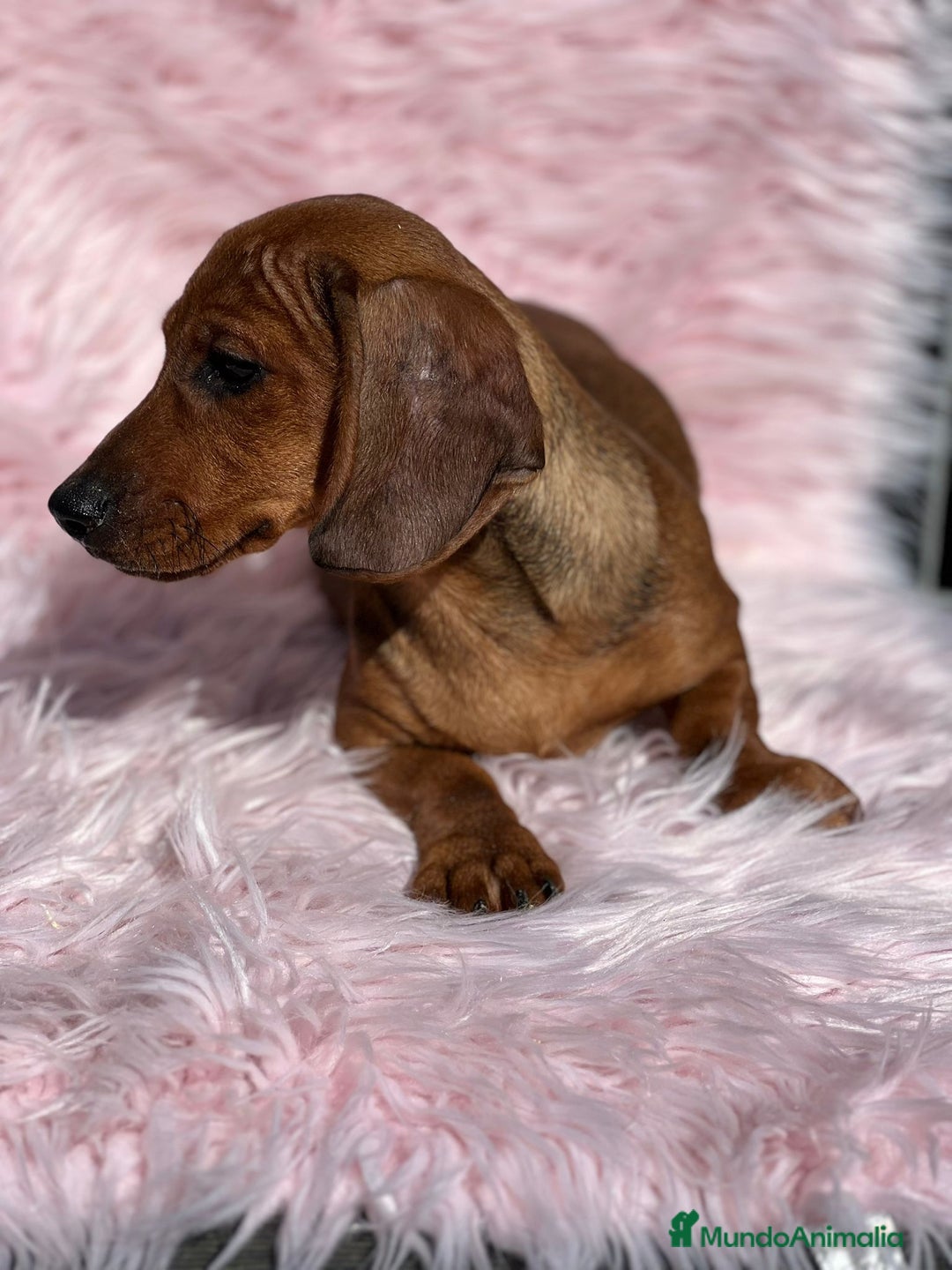 Teckel Miniatura perros en venta: Teckel rojo - Imagen 7