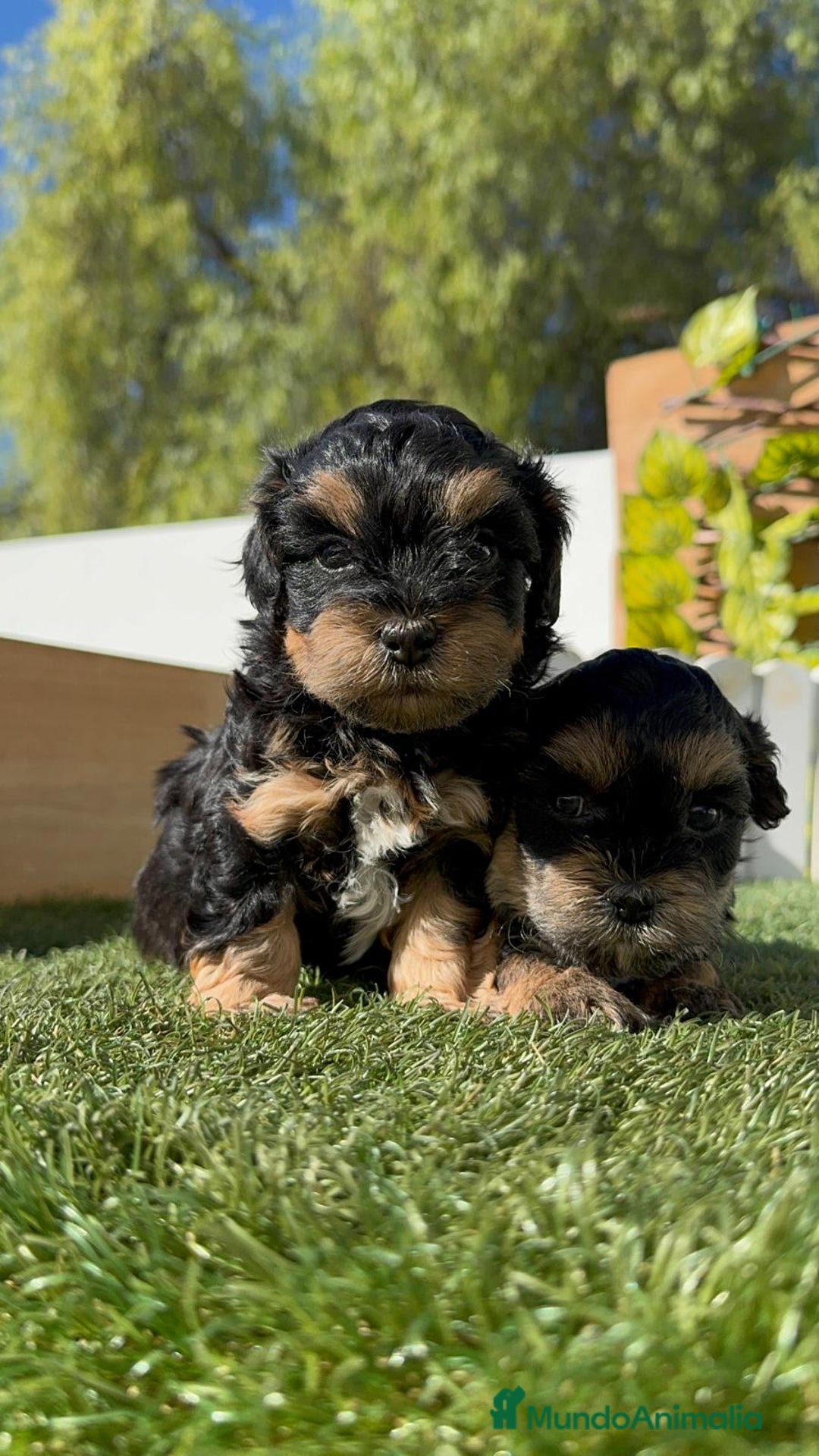Raza Mixta perros en venta: YORKIPOO - Imagen 14