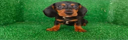 Teckel Miniatura perros en venta: teckel miniatura - Anuncio 7