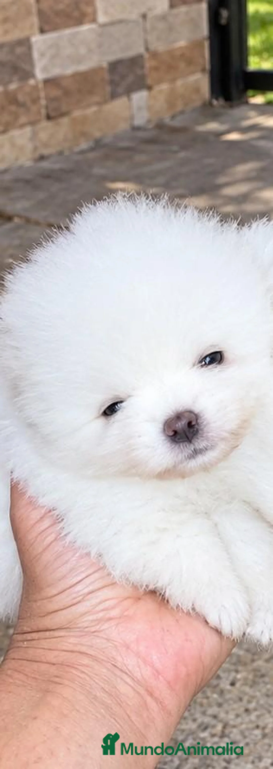 Pomerania perros en venta: POMERANIAS HEMBRITAS CHIQUITINAS - Anuncio 3