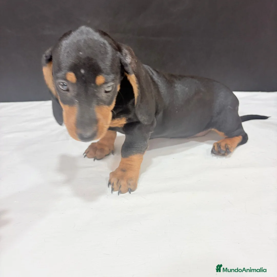 Teckel Miniatura perros en venta: Teckel Miniatura  - Anuncio 6