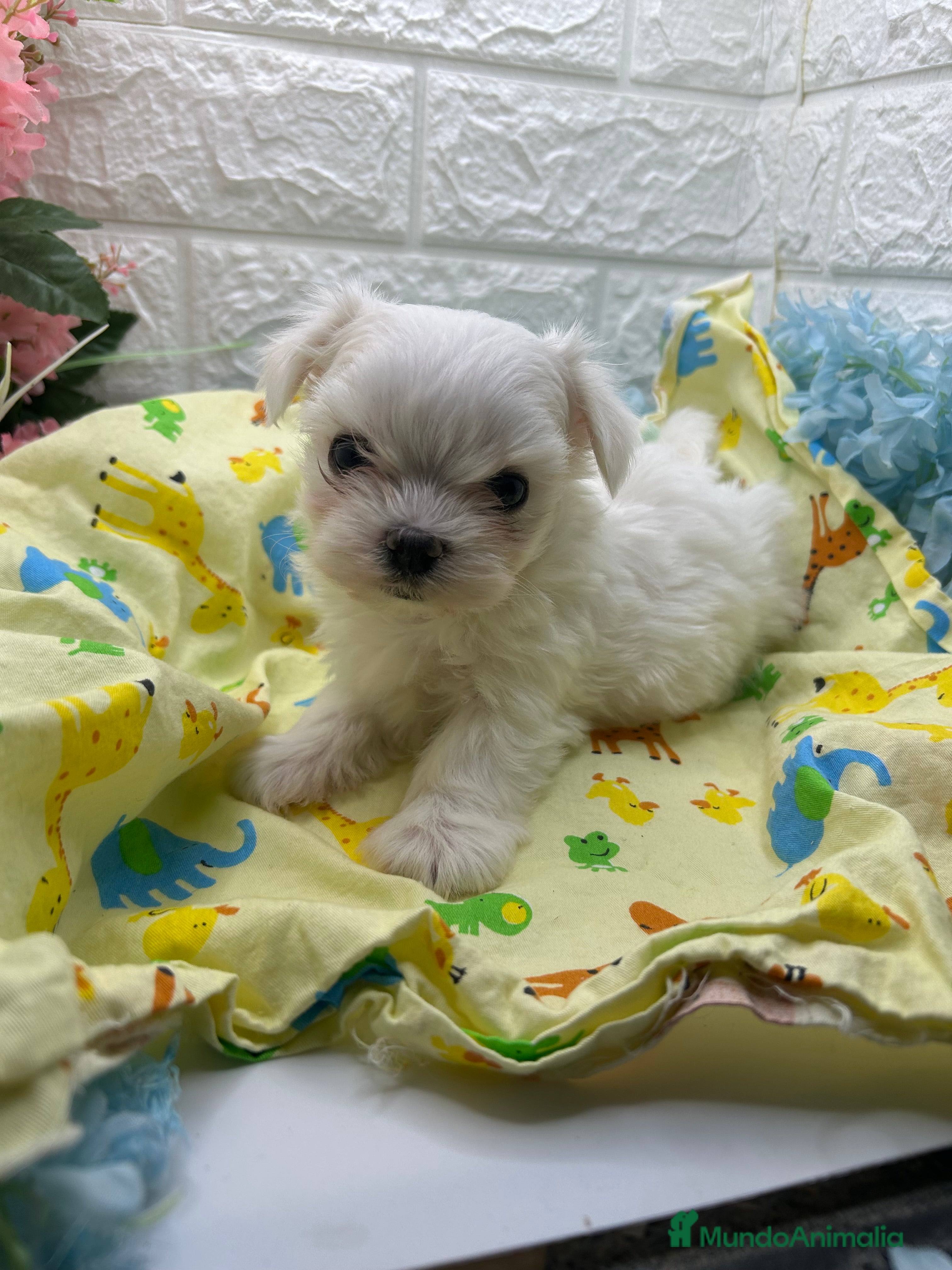 Bichón Maltés perros Bichon maltés del Valle  - Anuncio 4