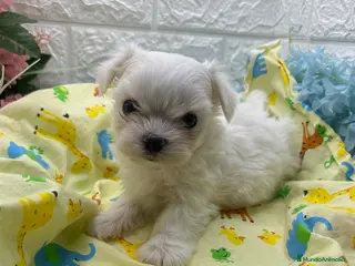 Bichón Maltés perros Bichon maltés del Valle - Anuncio 27