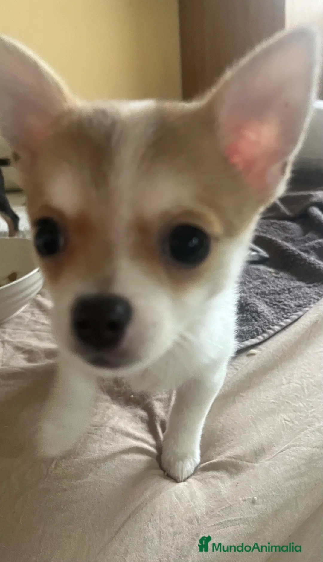 Chihuahua perros en venta: Chihuhua macho  - Anuncio 2
