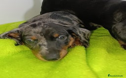 Teckel Miniatura perros en venta: Teckel kaninchen con mini y Isabella  - Imagen 2