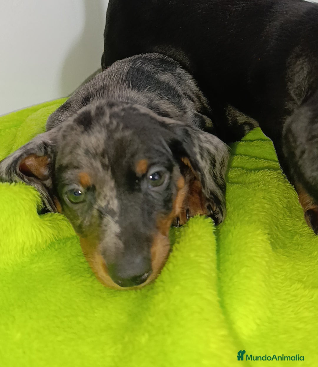 Teckel Miniatura perros en venta: Teckel kaninchen con mini y Isabella  - Imagen 2