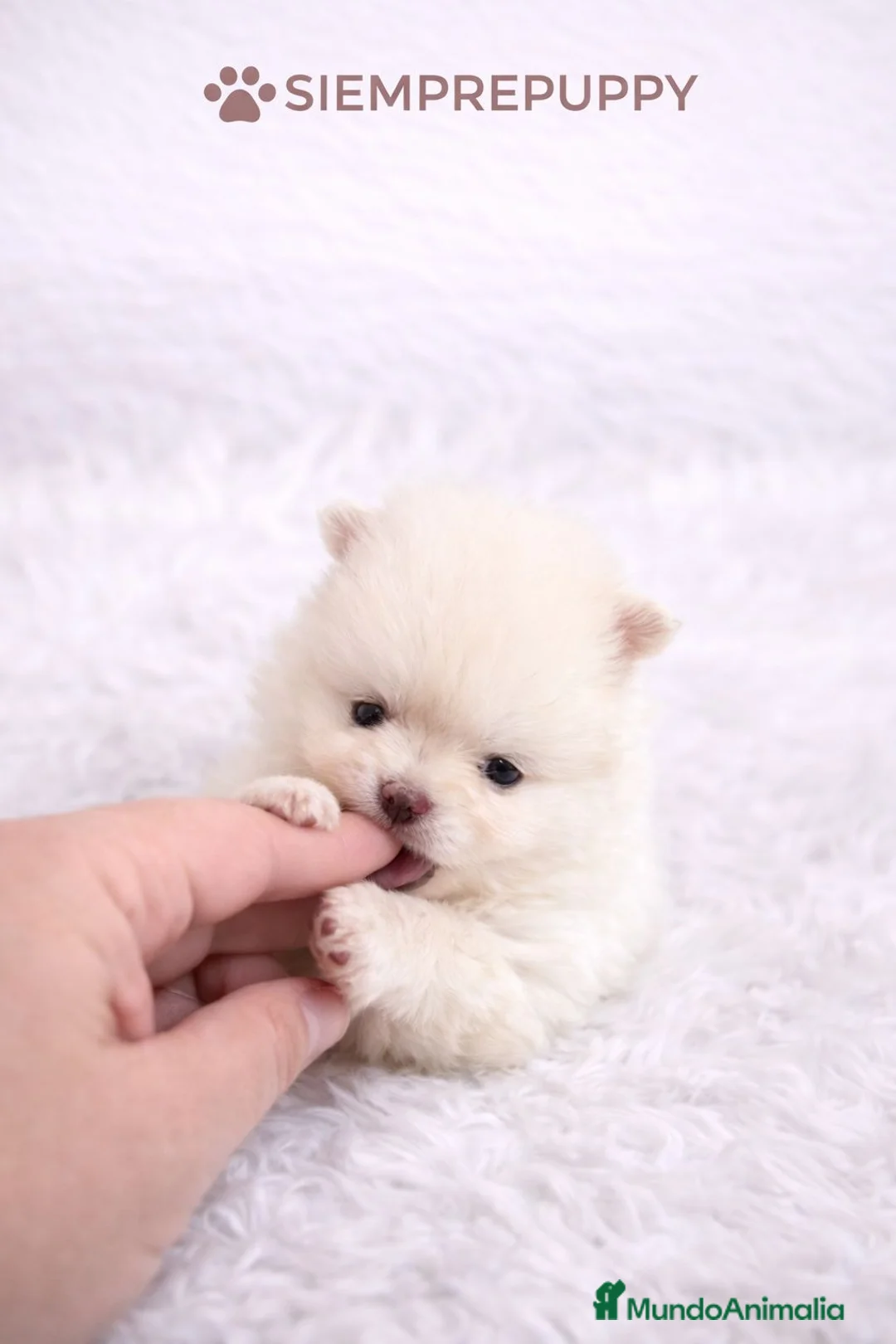 Pomerania perros en venta: POMERANIA MINI TOY BLANCA - Anuncio 1