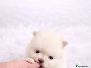 Pomerania perros POMERANIA MINI TOY BLANCA - Anuncio 2