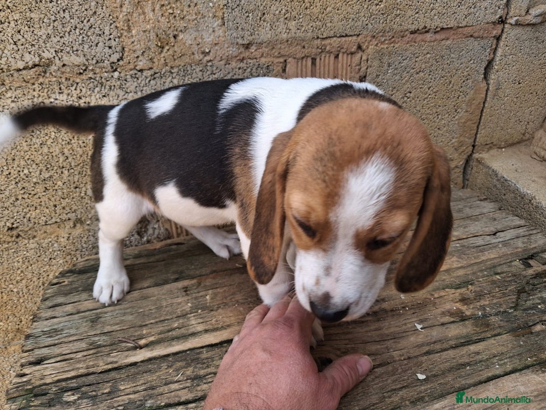Beagle perros en venta: Beagle  - Anuncio 3
