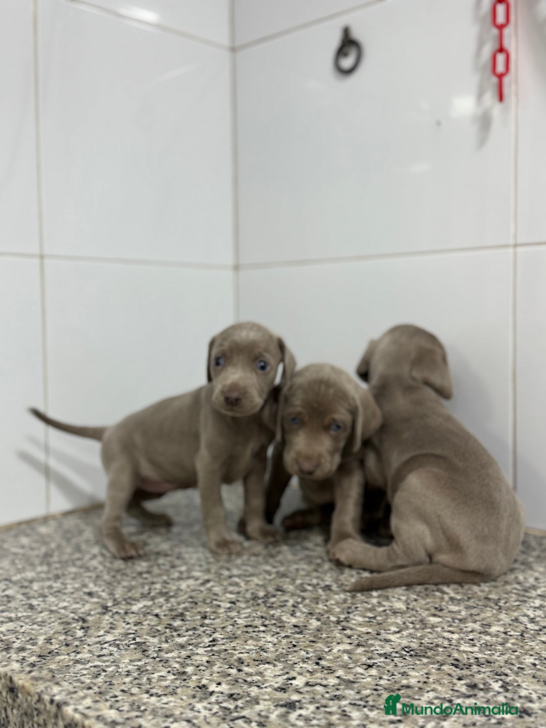 Weimaraner perros en venta: Cachorros Bravo de Weimar 600€ PRECIO REAL - Anuncio 2