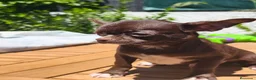 Chihuahua perros en venta: Chihuahua chocolate  - Anuncio 7