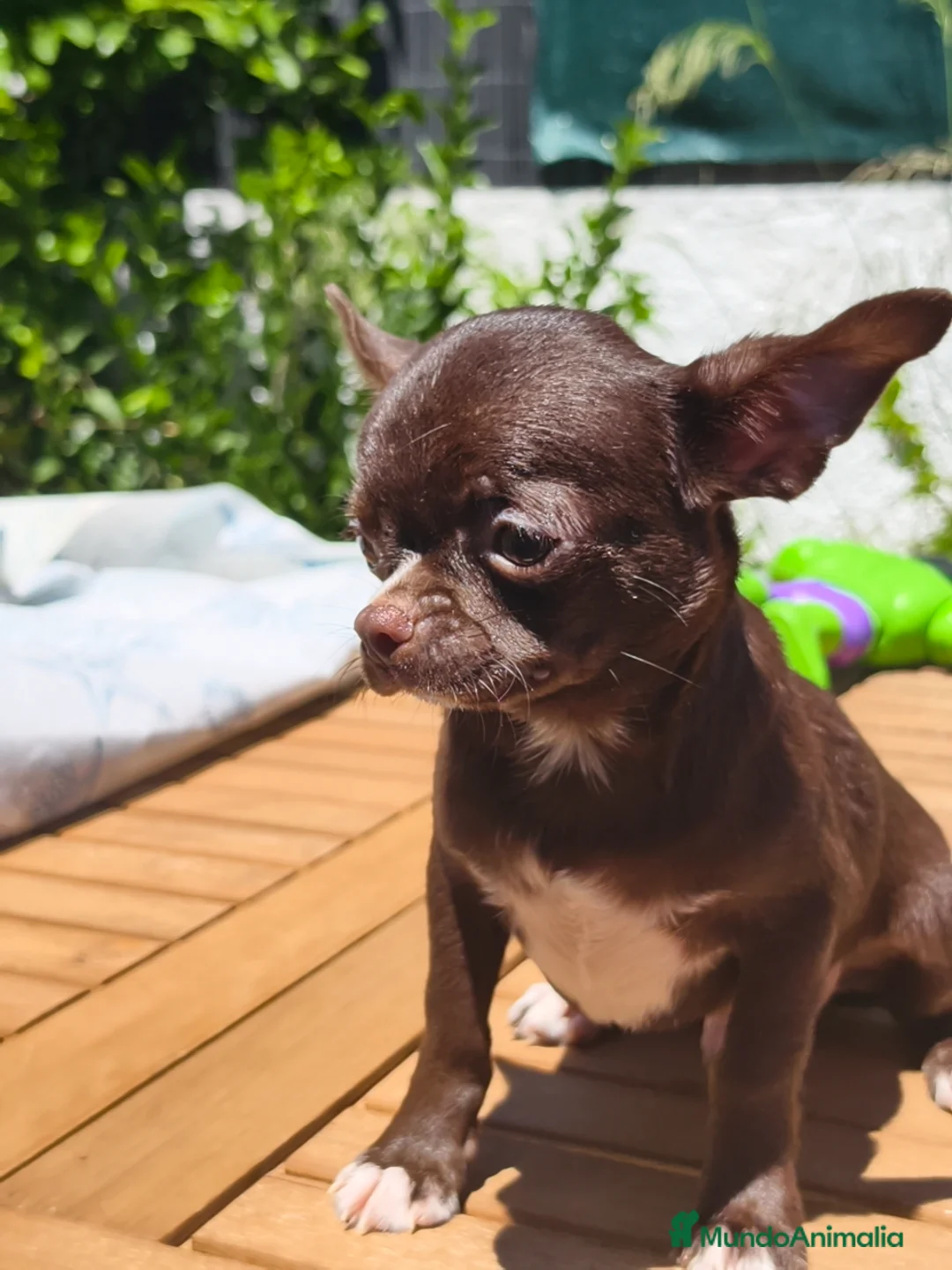 Chihuahua perros en venta: Chihuahua chocolate  - Anuncio 7