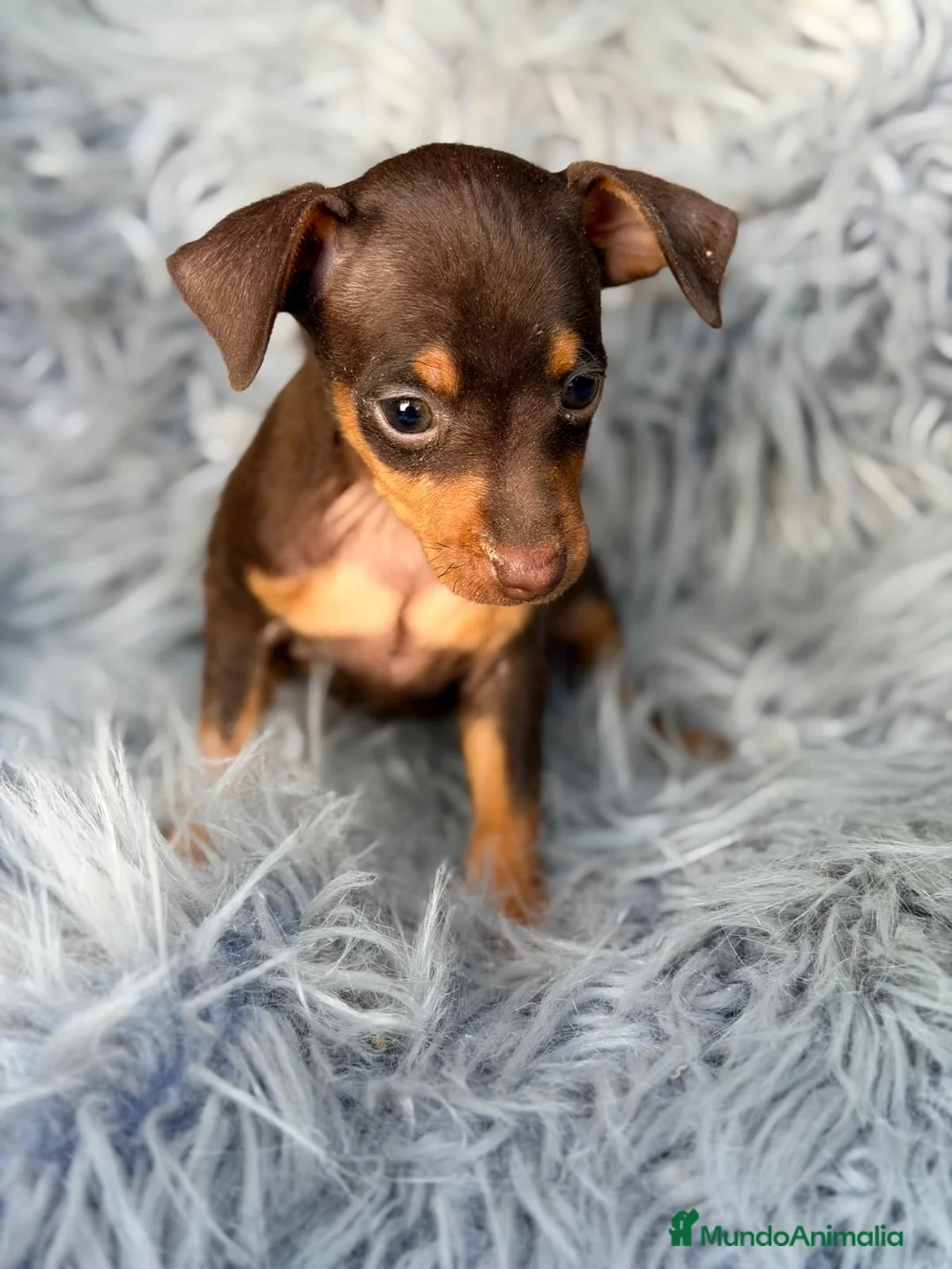 Pinscher Miniatura perros en venta: Mini pinscher macho chocolate 🐾💙 - Anuncio 2
