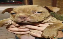 Dogo de Burdeos perros en venta: DOGO BURDEOS - Imagen 1
