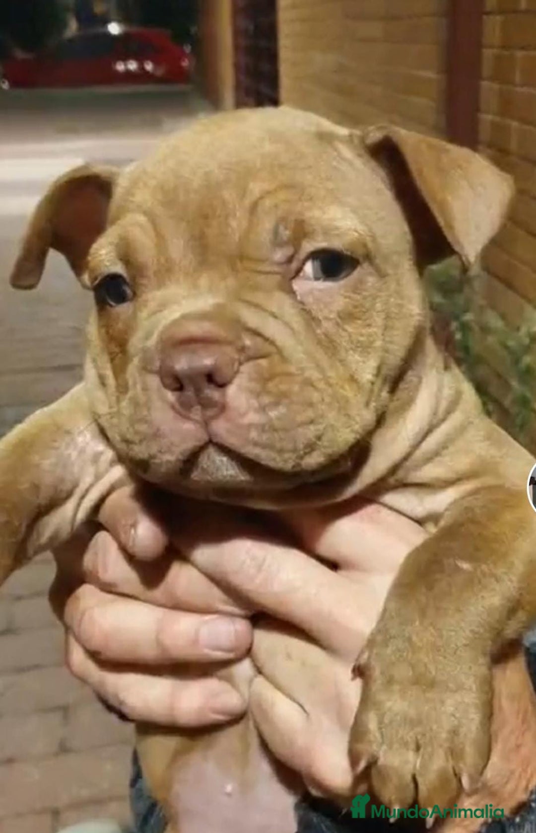 Dogo de Burdeos perros en venta: DOGO BURDEOS - Imagen 1