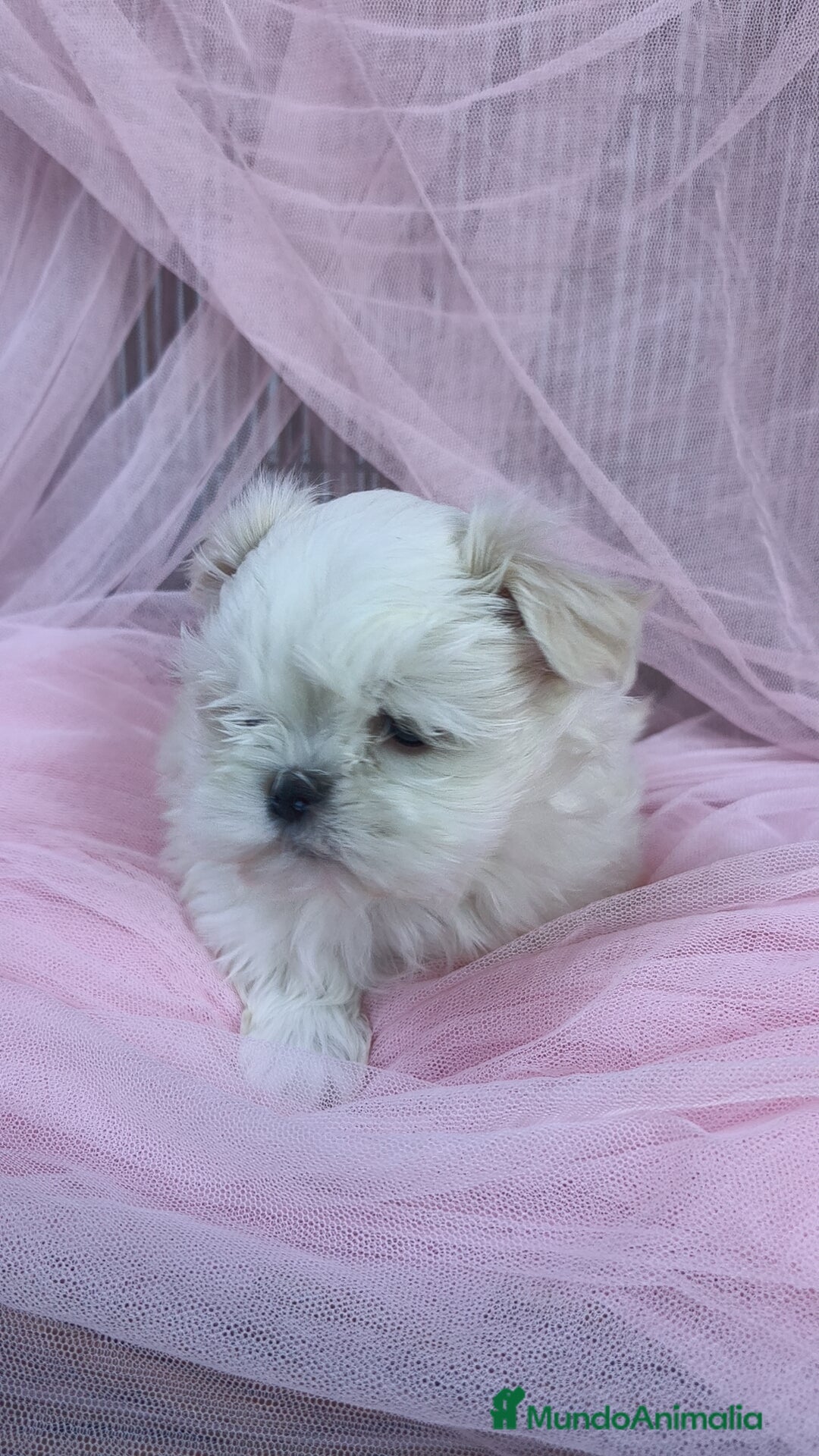 Bichón Maltés perros en venta: Coreano 💯 x 💯 Bichón maltes  - Anuncio 4