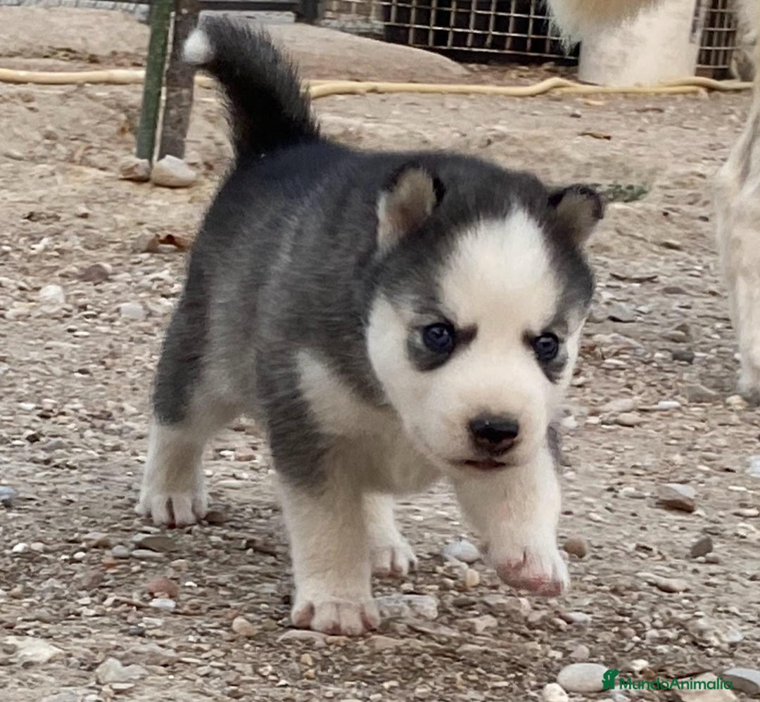 Husky Siberiano perros en venta: Husky Siberiano  - Imagen 10