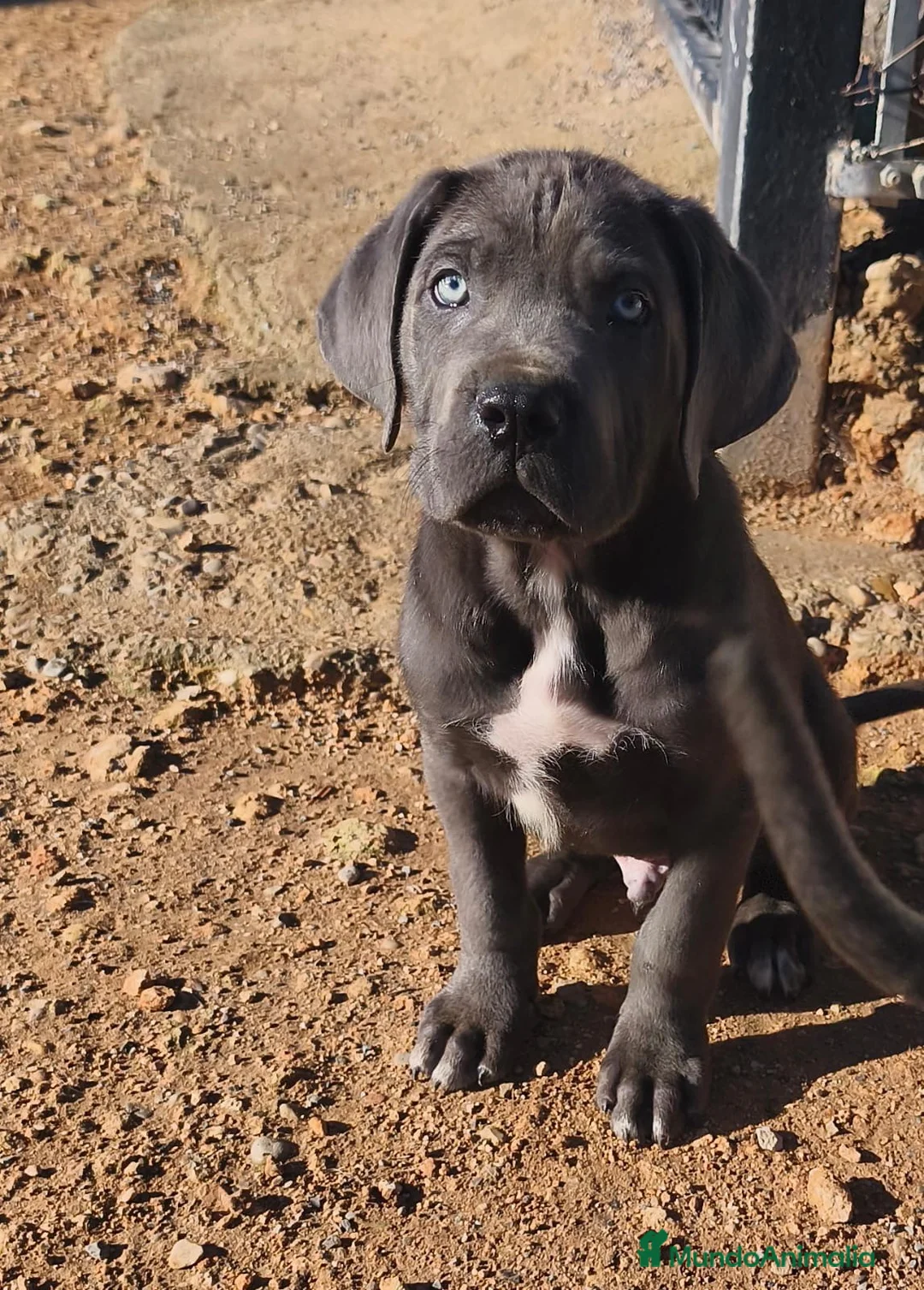 Cane Corso perros en venta: Cane corso  - Anuncio 3