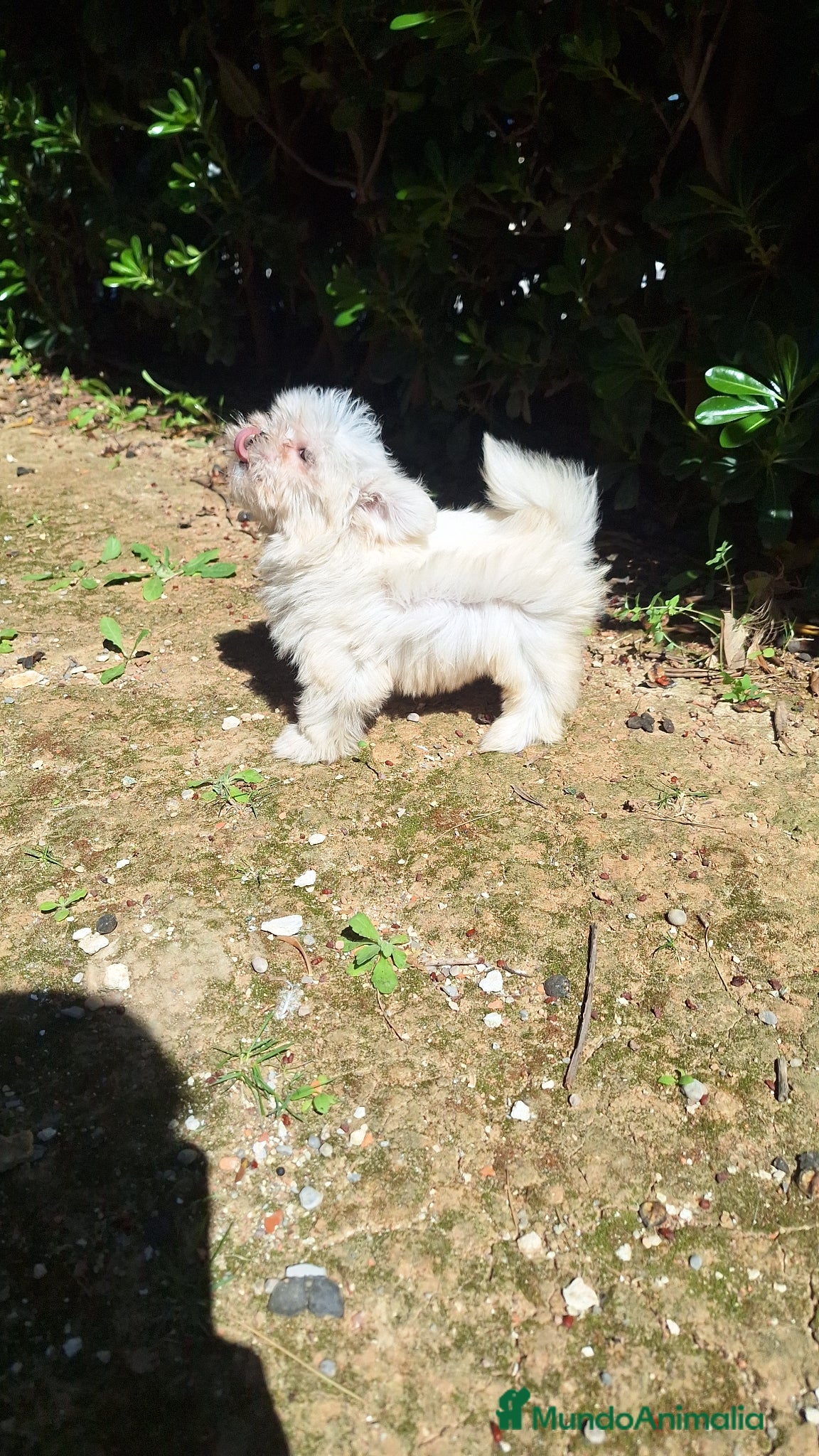 Bichón Maltés perros Bichón maltés  - Anuncio 1