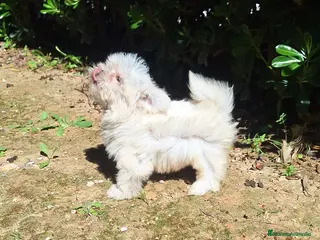 Bichón Maltés perros Bichón maltés - Anuncio 1