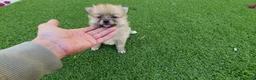 Pomerania perros en venta: Pomeranias Mini Preciosos  - Anuncio 3