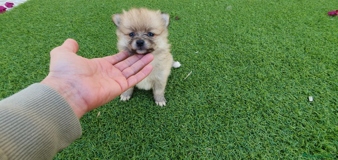 Pomerania perros en venta: Pomeranias Mini Preciosos  - Anuncio 3
