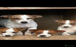 Jack Russell Terrier perros en venta: Hembra Jack rrasel  - Imagen 2