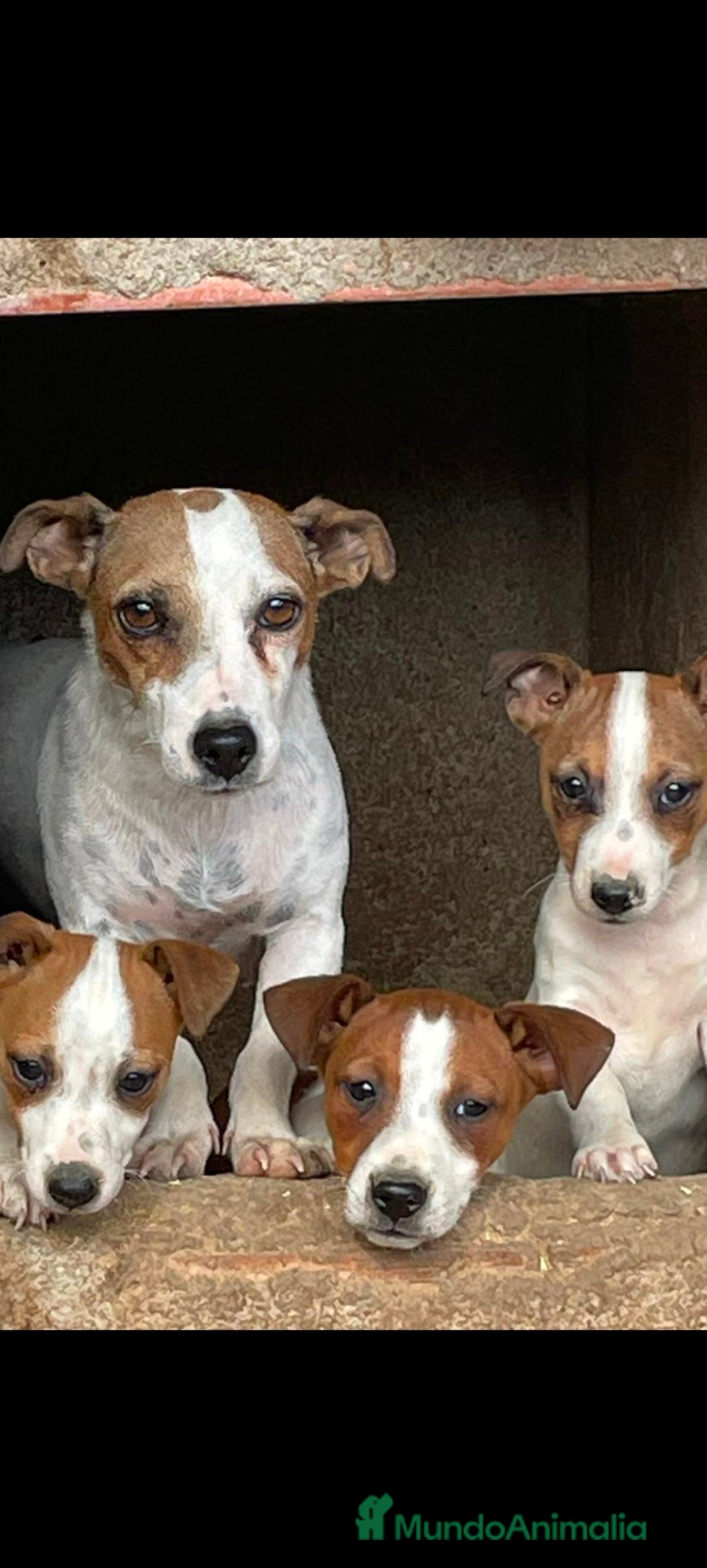 Jack Russell Terrier perros en venta: Hembra Jack rrasel  - Imagen 2