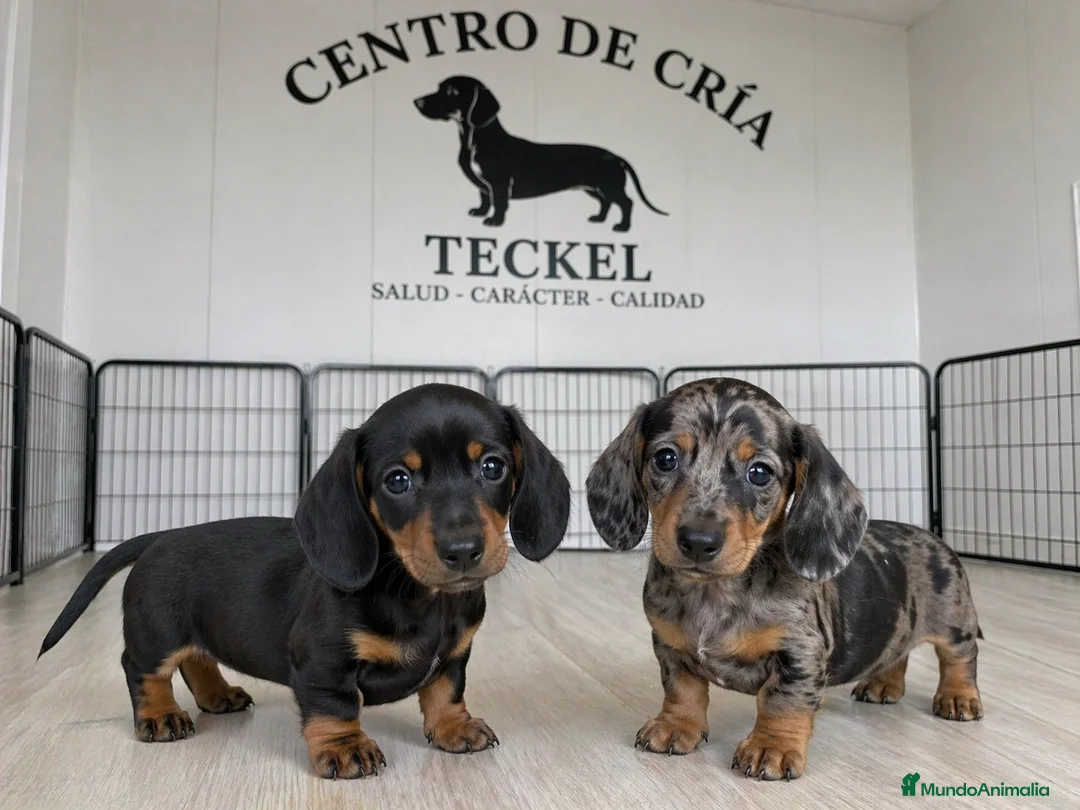 Teckel Miniatura perros en venta: TECKEL MINIATURA, ARLEQUIN Y NEGRO FUEGO. en Barcelona - Anuncio 1