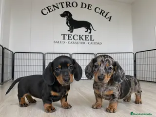 Teckel Miniatura perros TECKEL MINIATURA, ARLEQUIN Y NEGRO FUEGO. - Anuncio 1