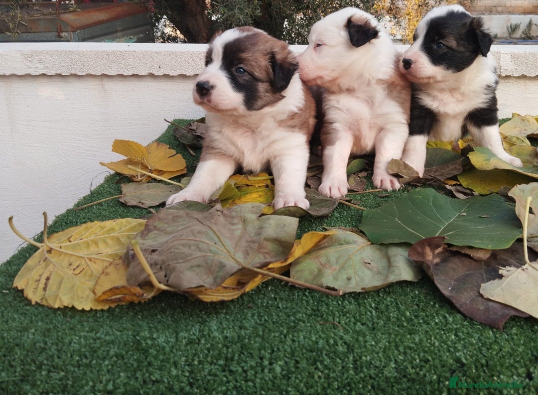 Border Collie perros en venta: GRAN CAMADA DE BORDER COLLIE - Imagen 4