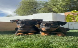 Pinscher Miniatura perros en venta: PINSCHER MINIATURA - Anuncio 1