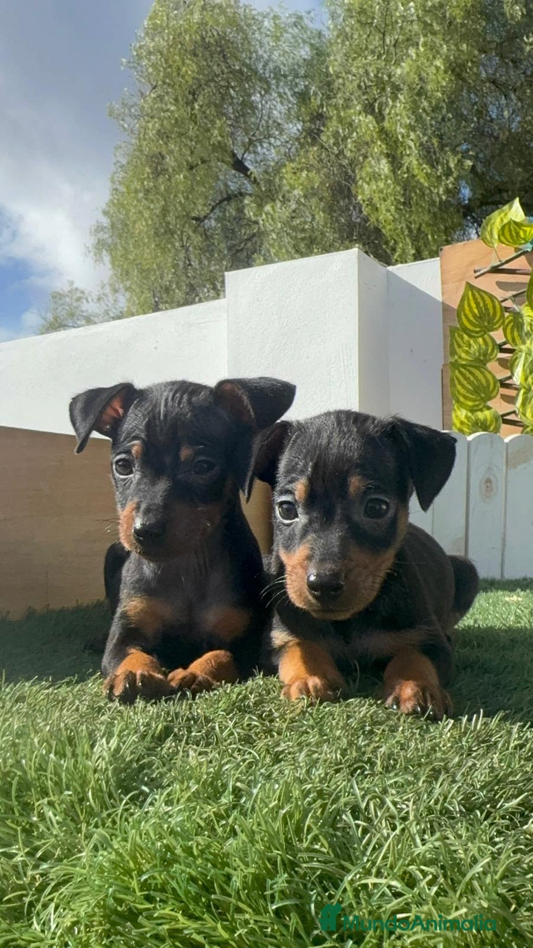 Pinscher Miniatura perros en venta: PINSCHER MINIATURA - Anuncio 1