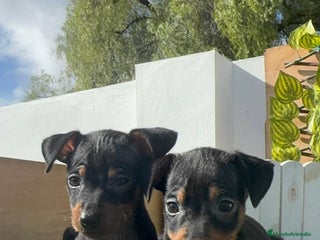 Pinscher Miniatura perros PINSCHER MINIATURA - Anuncio 11