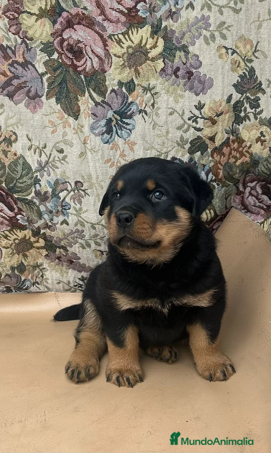 Rottweiler perros en venta: Rottweiler  - Anuncio 5