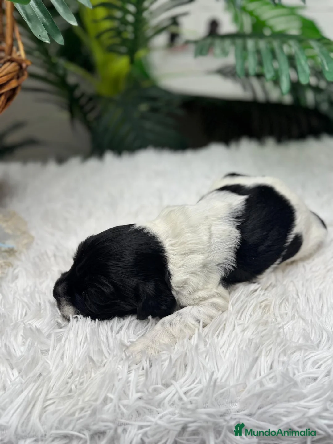 Cocker Spaniel Inglés perros en venta: COCKER BLANCO Y NEGRO DISPONIBLE - Anuncio 3